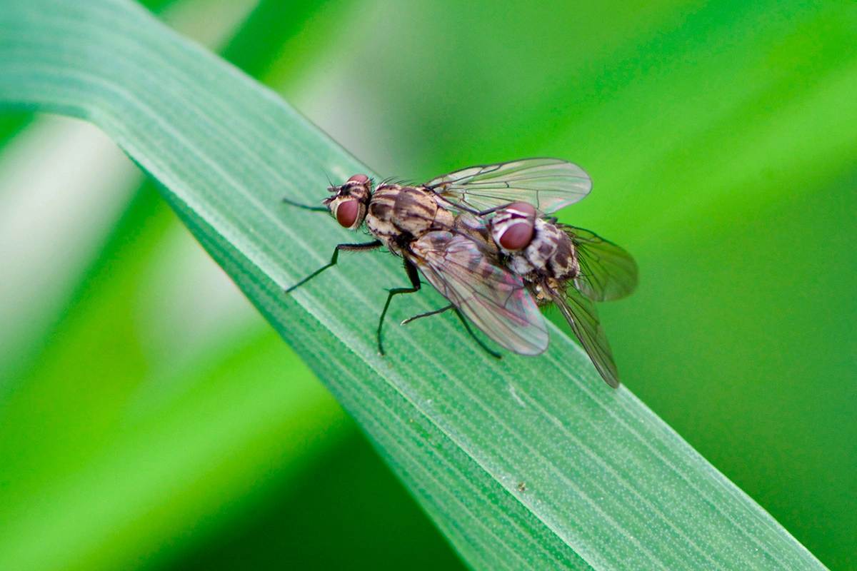 Самка мухи готова к размножению через два-три дня после рождения