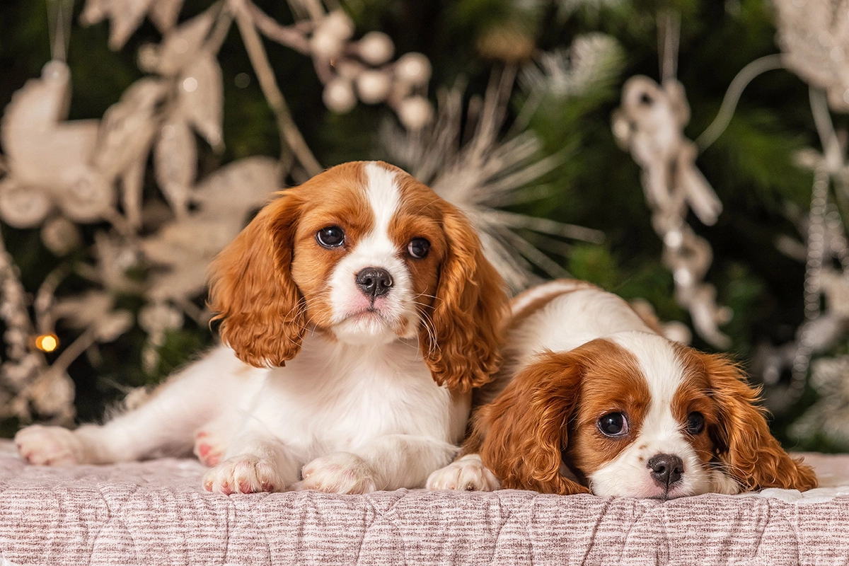 Кавалер-кинг-чарльз-спаниель