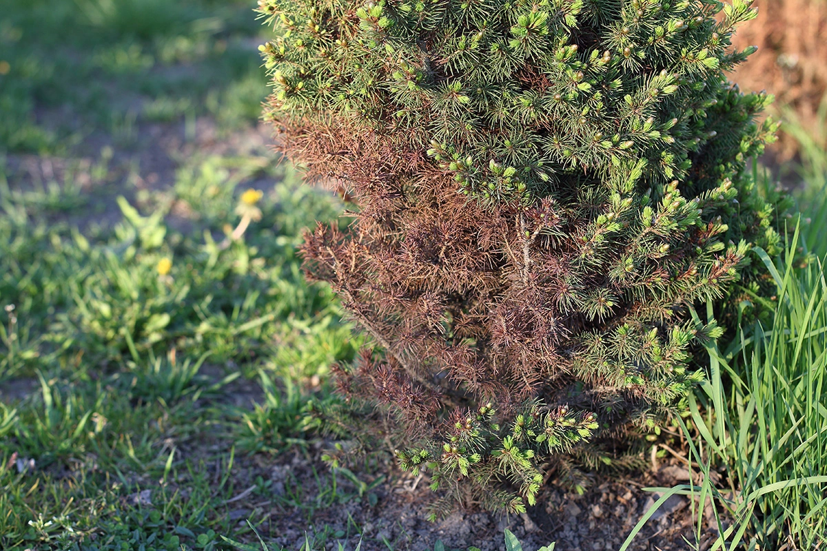 Хвойные деревья наиболее часто страдают от солнечных ожогов в феврале и марте, и им особенно важен влагозарядный запас
