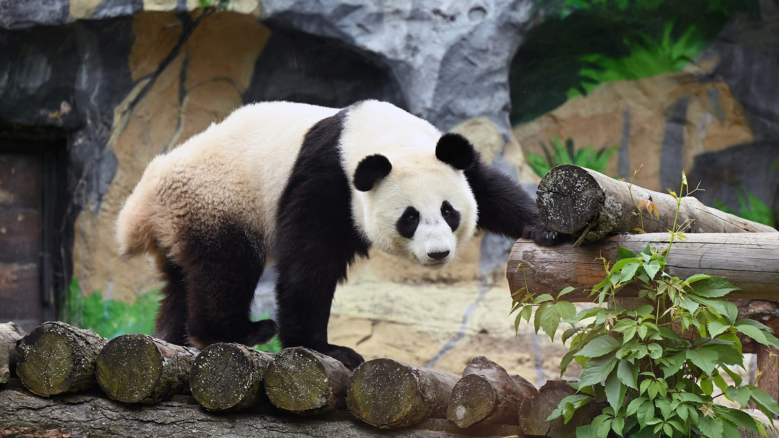 Панда Катюша