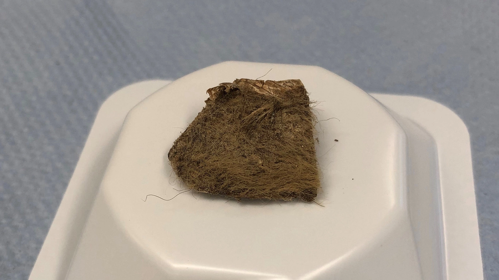 Фрагмент ткани шерстистого носорога, найденный в желудке щенка серого волка ледникового периода, обнаруженного в вечной мерзлоте недалеко от деревни Тумат (Якутия)