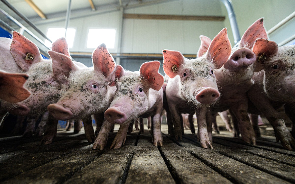 Ученые частично восстановили работу органов свиньи через час после смерти |  РБК Life