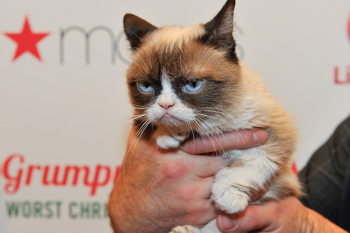 <p>Grumpy Cat</p>