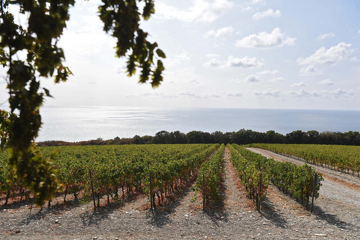 В Краснодарском крае на винодельне «Шато де Талю» приступят к уборке урожая в 20-х числах августа. При этом годом ранее начали собирать 4–5 августа из-за засухи