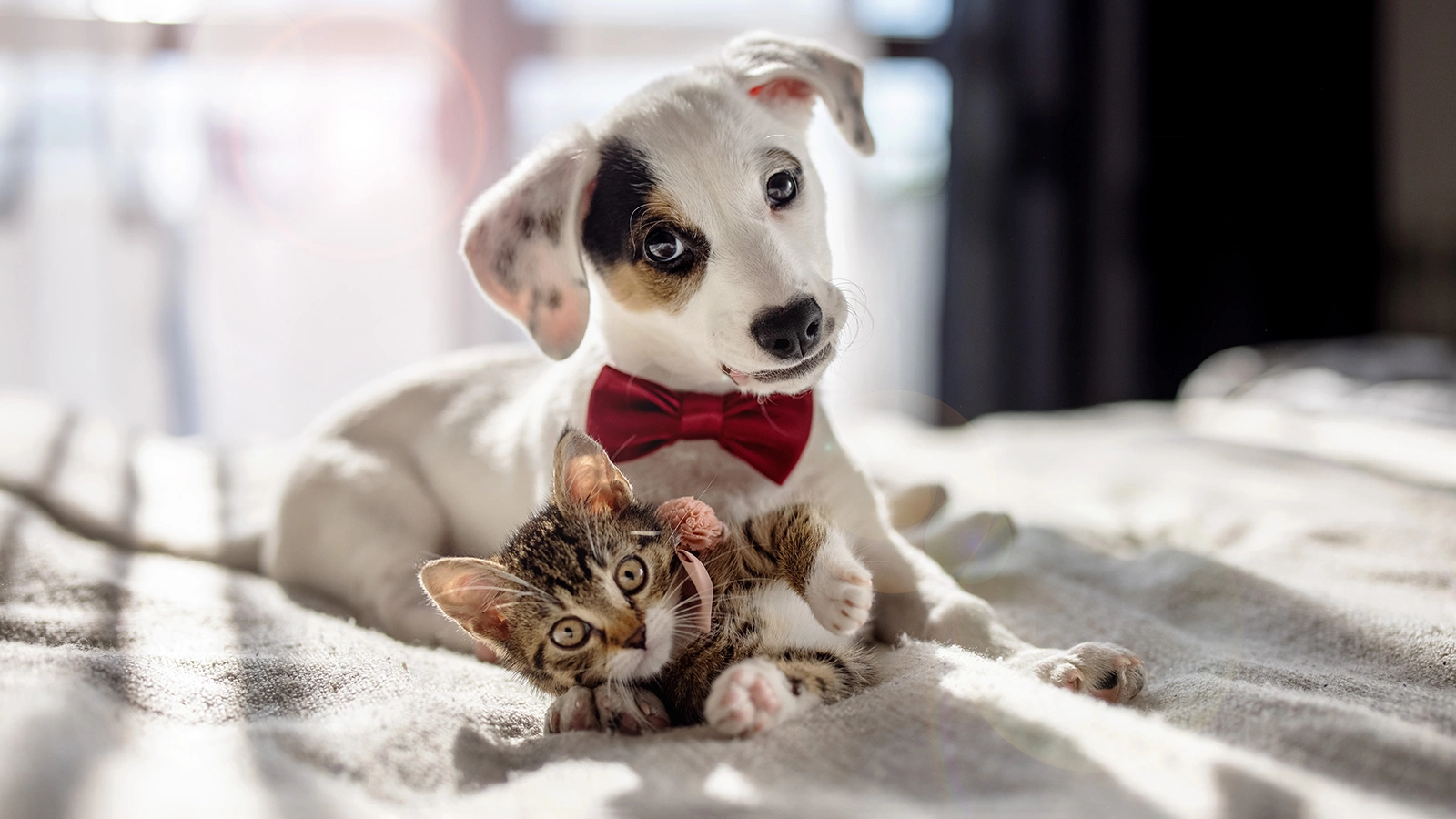 В ГД предложили законодательно ограничить численность питомцев в квартире