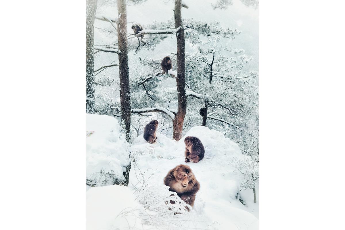 Мобильные фотографии конкурса Huawei XMAGE Awards