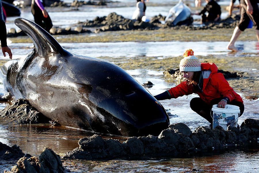 С выжившими дельфинами работает более 500 волонтеров.
&nbsp;