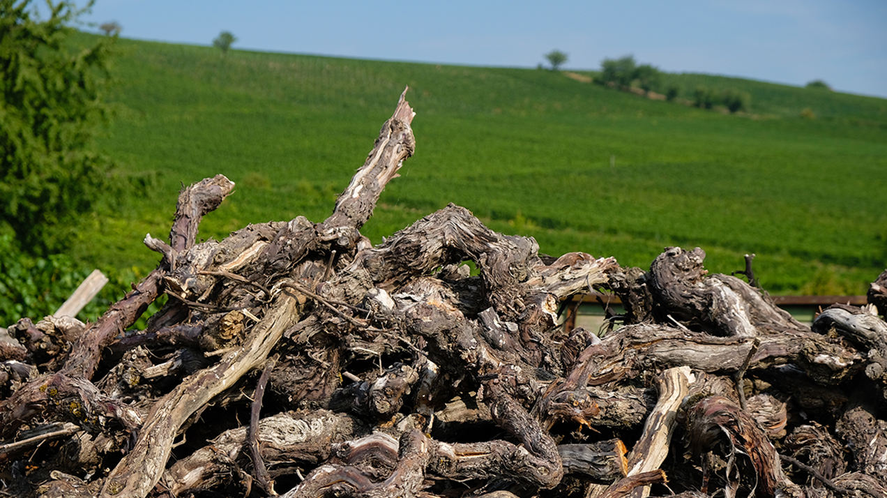 Германия предложила выкорчевывать виноградники по всей Европе