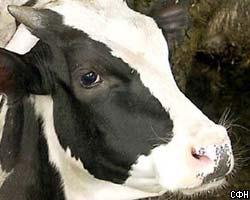 Украина просит РФ снять запрет на ввоз молочной продукции