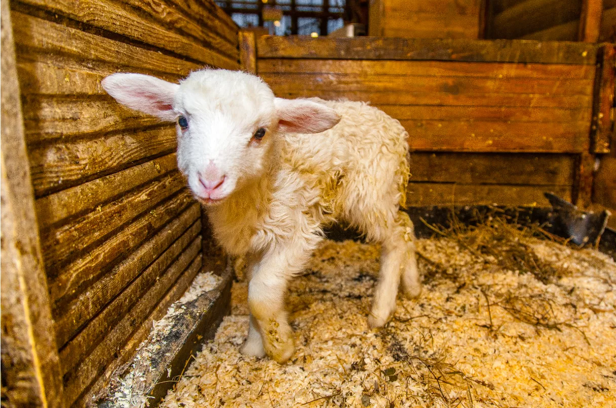 Александр Ельчищев / URA.RU