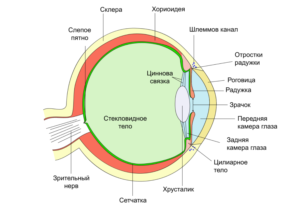 Схема строения глазного яблока человека