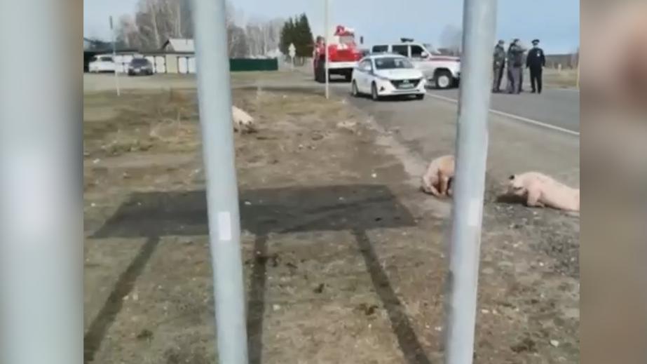 На трассе в Томской области перевернулась фура с поросятами