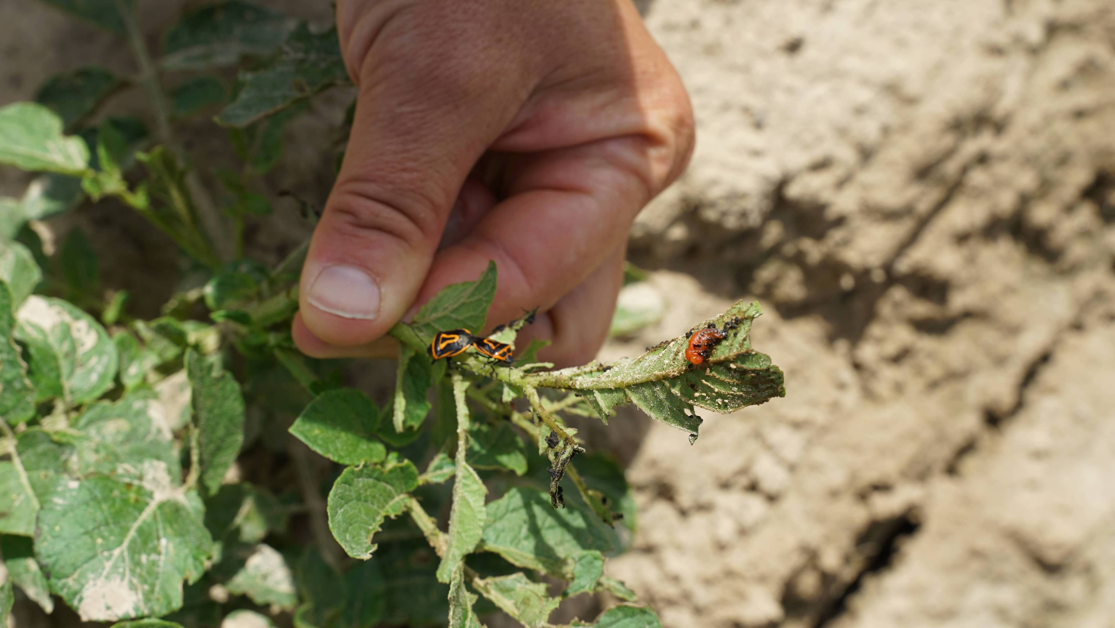 Колорадские жуки после применения Calantha

