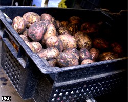 Россельхознадзор запретил ввоз египетского картофеля