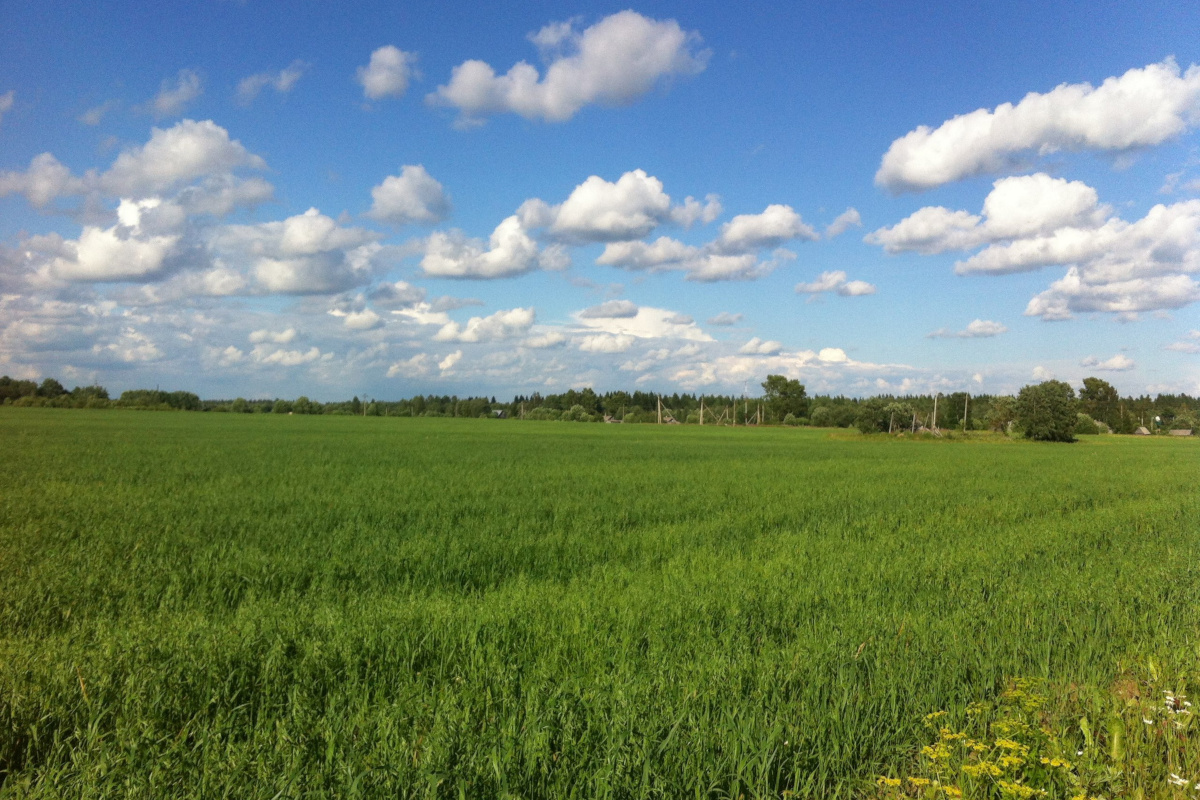 Фото: Алёна Макарова, ИА «Вологда Регион»