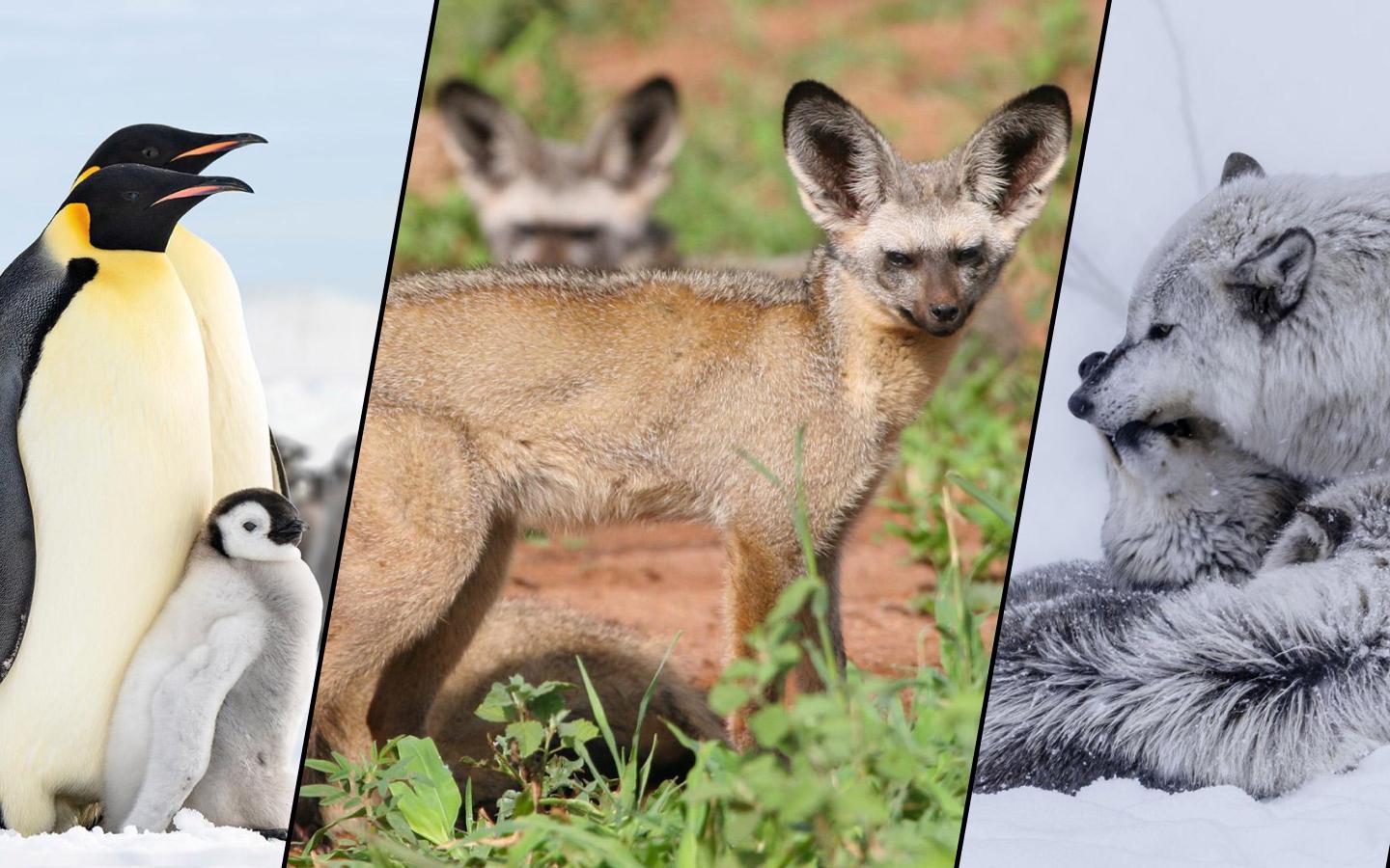 Посмотрите на фото лучших отцов в дикой природе. Они невероятные папы