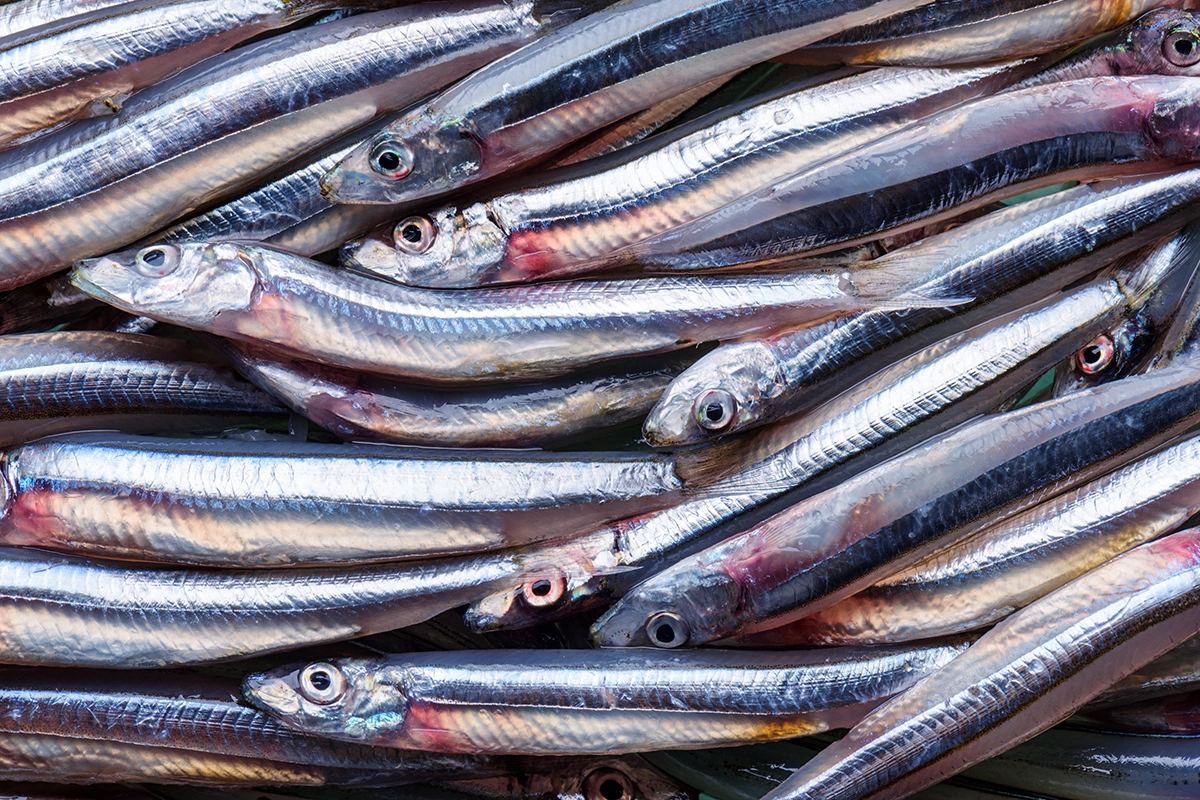 Cвежевыловленные анчоусы