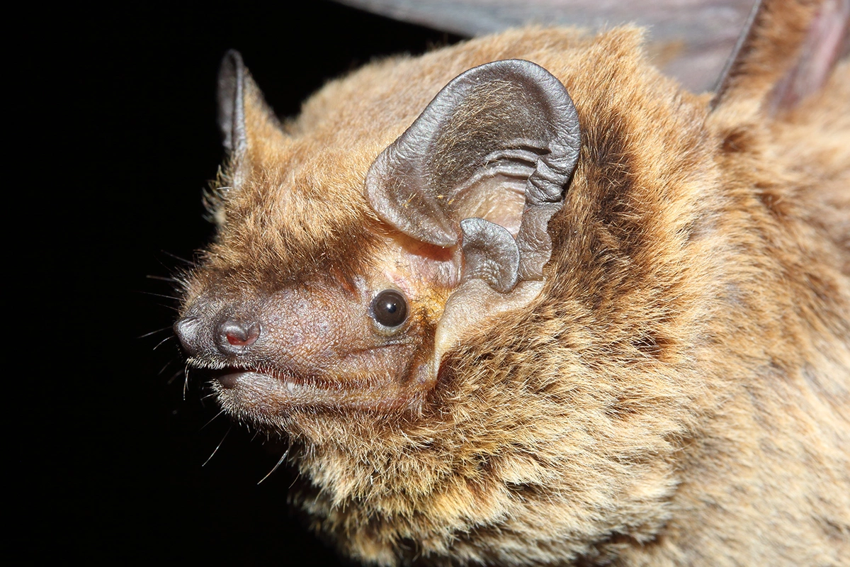 Тело летучей мыши покрыто густым мехом, чаще всего серого, коричневого или черного цвета; встречаются рыжие, желтоватые и даже белые виды