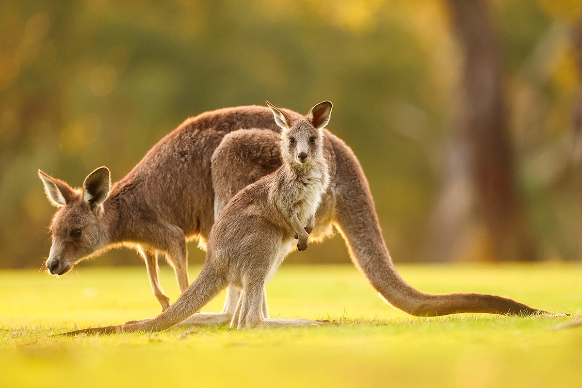 Поскольку кенгуру не различают особей, то одинаково заботятся как о своем потомстве, так и о других кенгурятах