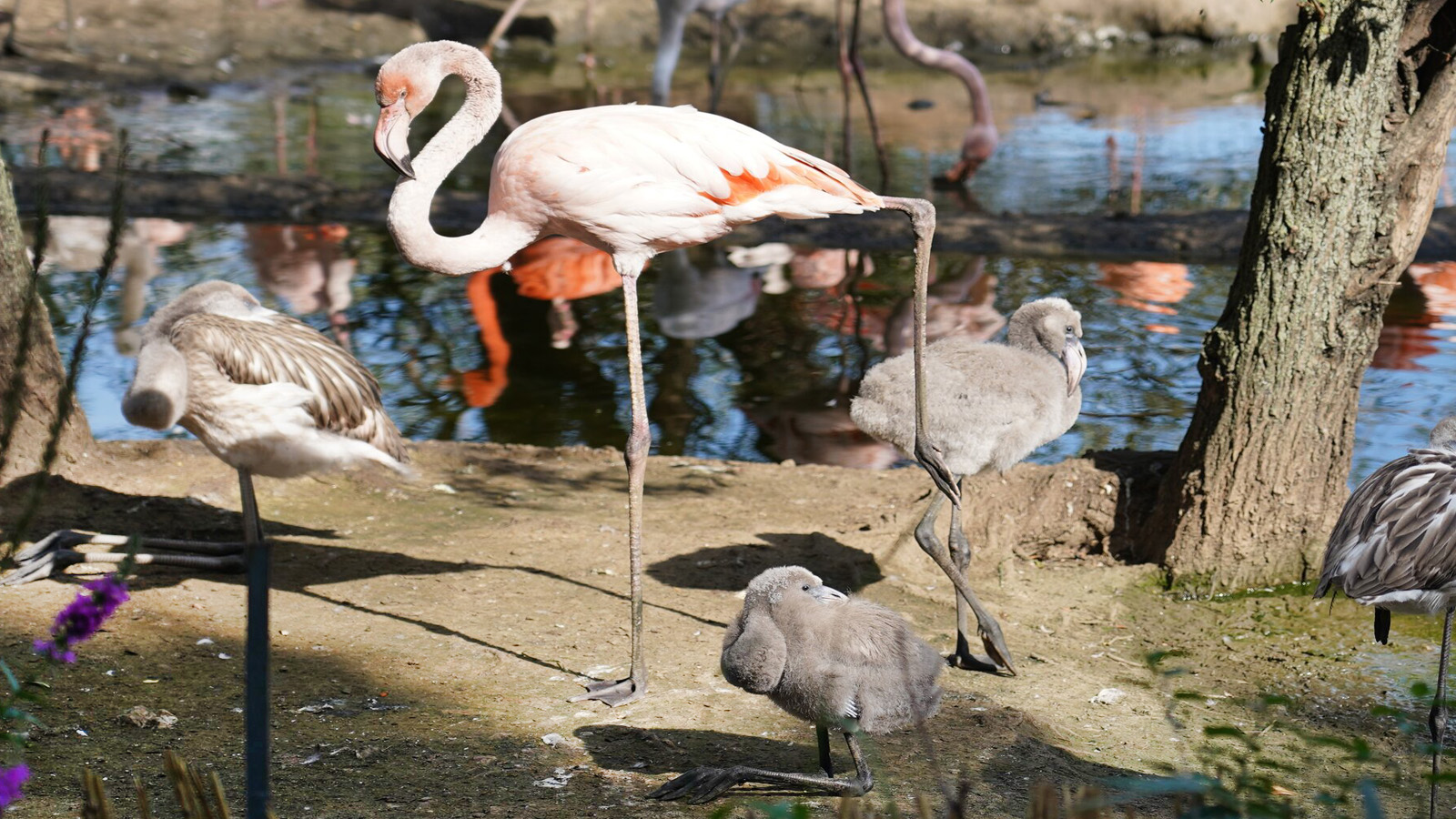 <p>В Московском зоопарке с мая появились на свет 11 птенцов фламинго</p>
