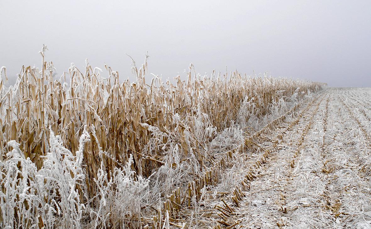 В Воронежской области ввели режим ЧС из-за удара морозов по урожаю