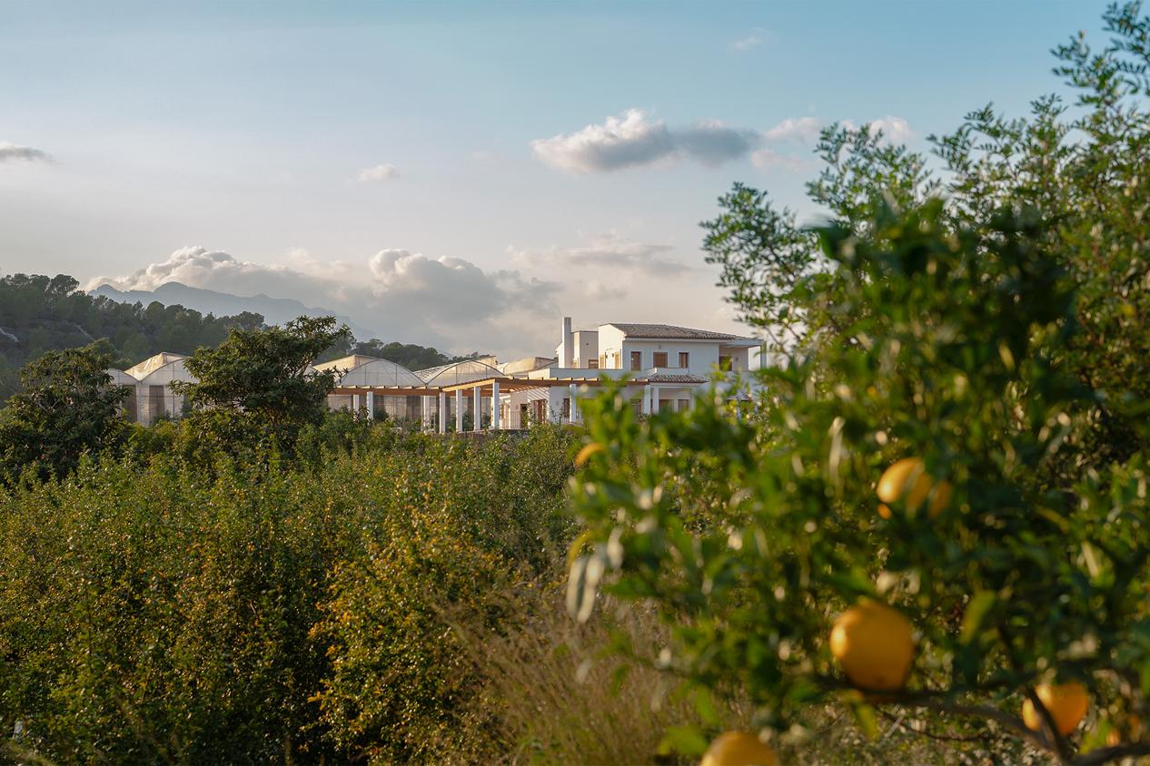 Ферма Finca Althaia