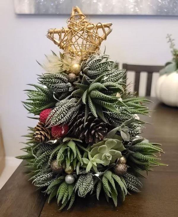 Елки-суккуленты