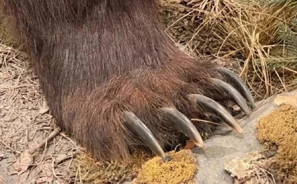 Фото: РБК Приморье