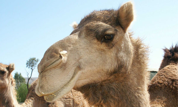 В Израиле верблюд едва не устроил ДТП