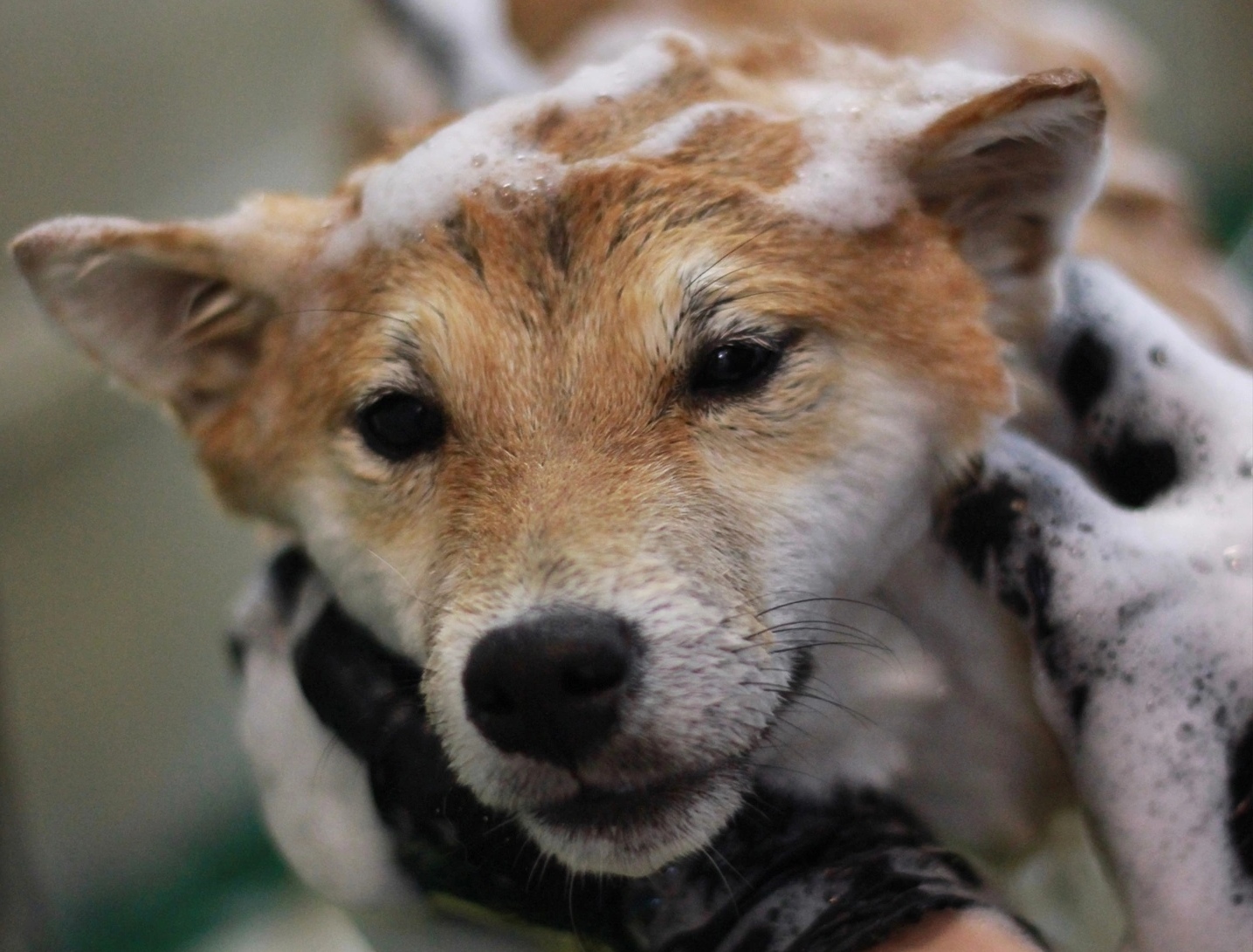 Фото: предоставлено груминг-студией Dog is Dog