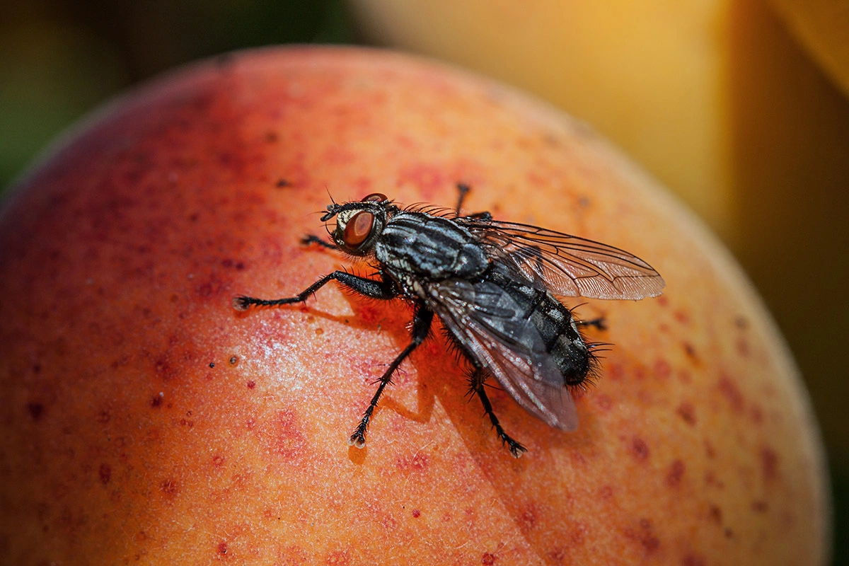 Самка домашней мухи способна отложить до 500 яиц партиями по 100 единиц