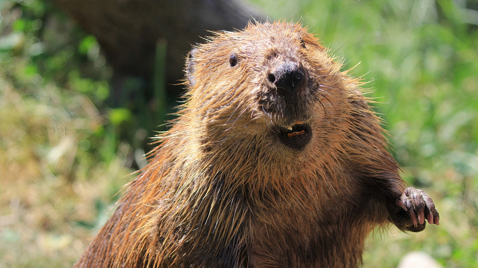 В Швейцарии создали горячую линию, куда можно пожаловаться на бобров