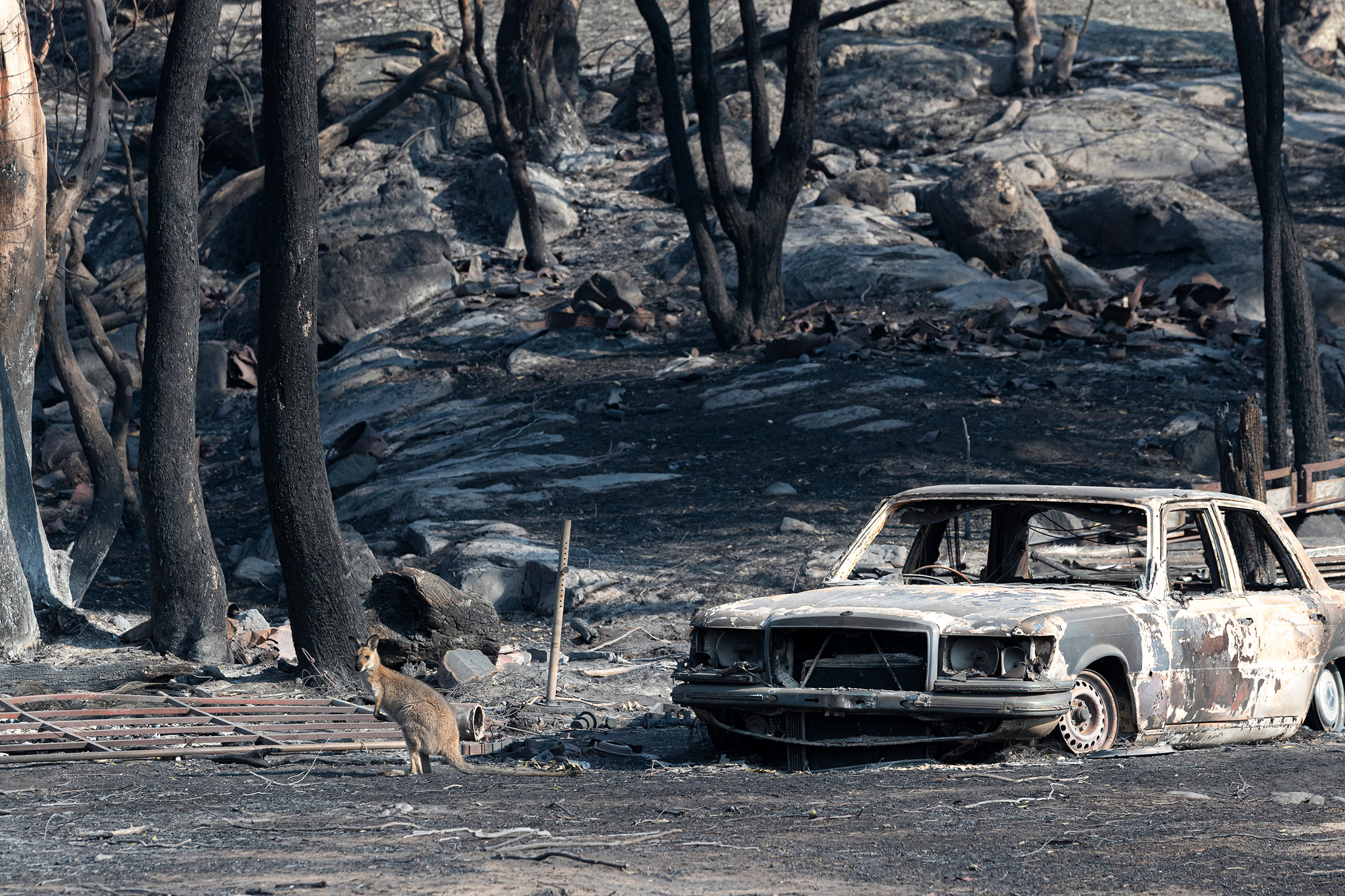 На январь пришелся пик природных пожаров в Австралии, которые начались еще в 2019 году. В результате природного бедствия погибли 475 человек, более 1 млрд животных. Уничтожено около 10 млн га леса, более 100 видов животных оказались под угрозой исчезновения