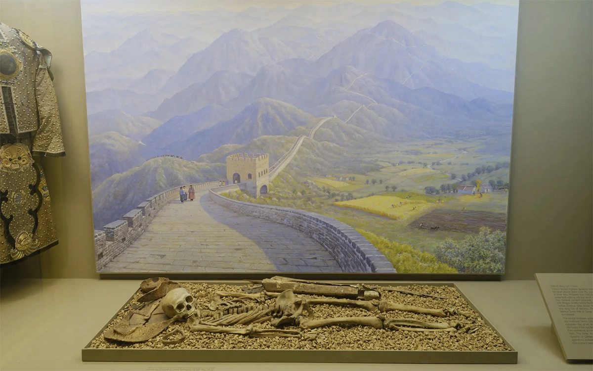 Экспозиция Американского музея естественной истории в Нью-Йорке