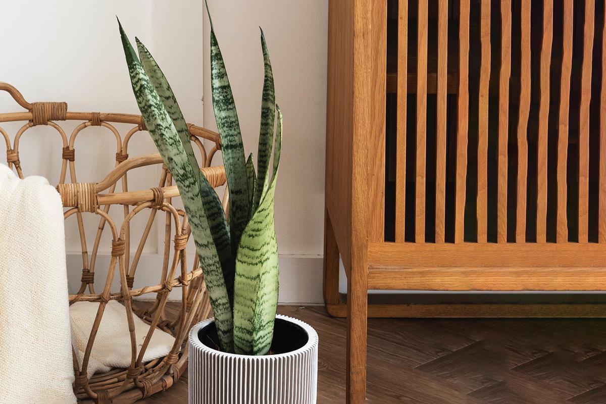 Вертикальное&nbsp;растение sansevieria&nbsp;делает обстановку мягче