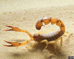 Яд скорпиона заменяет индусам “Виагру”