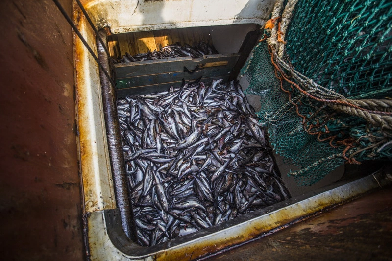 объединенная пресс-служба Росрыболовства 