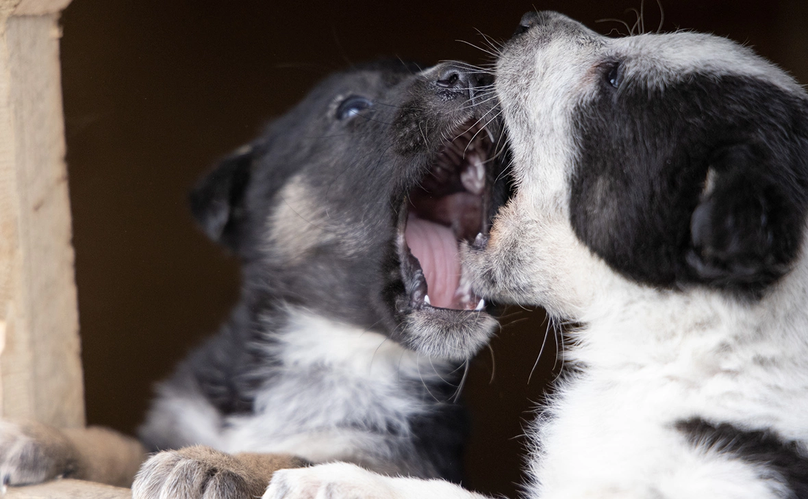 Елена Афонина / ТАСС