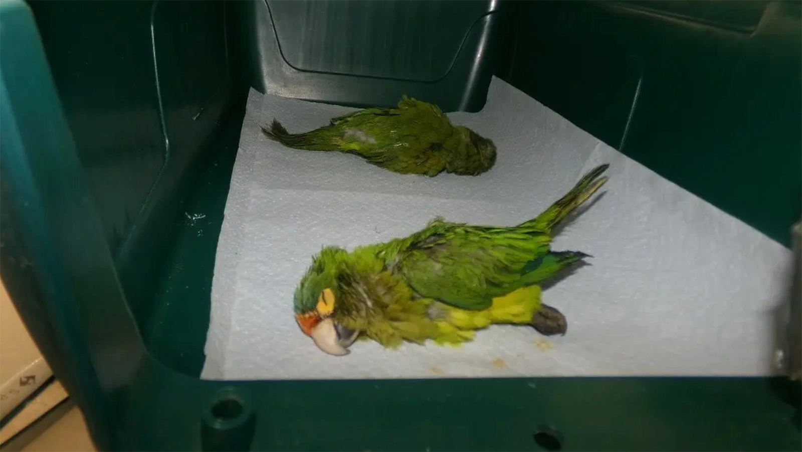 Оранжеволобые аратинга под наркозом