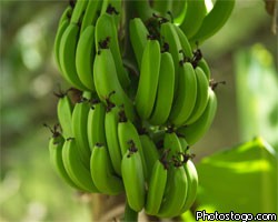 Ученые нашли способ создания бананового топлива 
