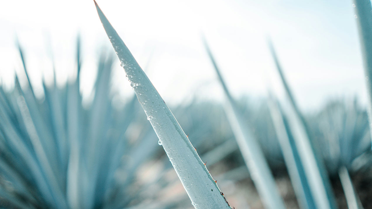 Pernod Ricard назначил нового управляющего Дома текилы в Мексике