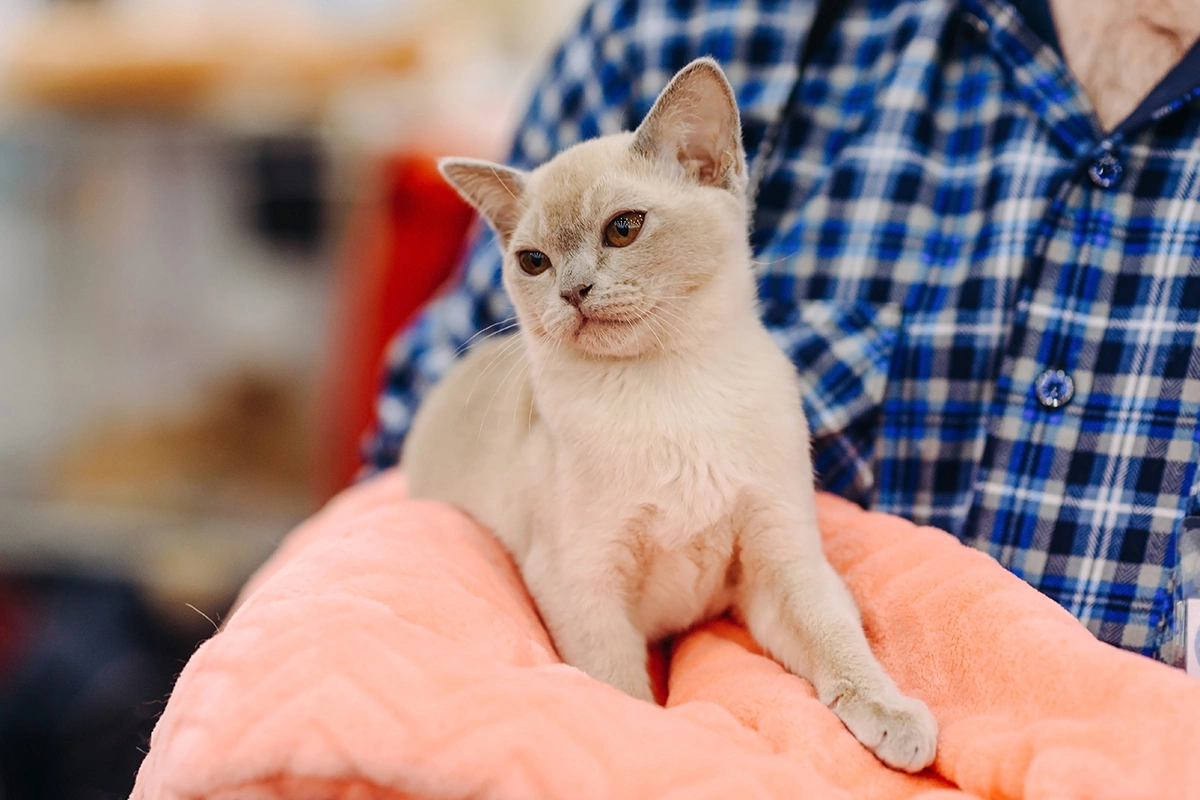 Бирманская кошка