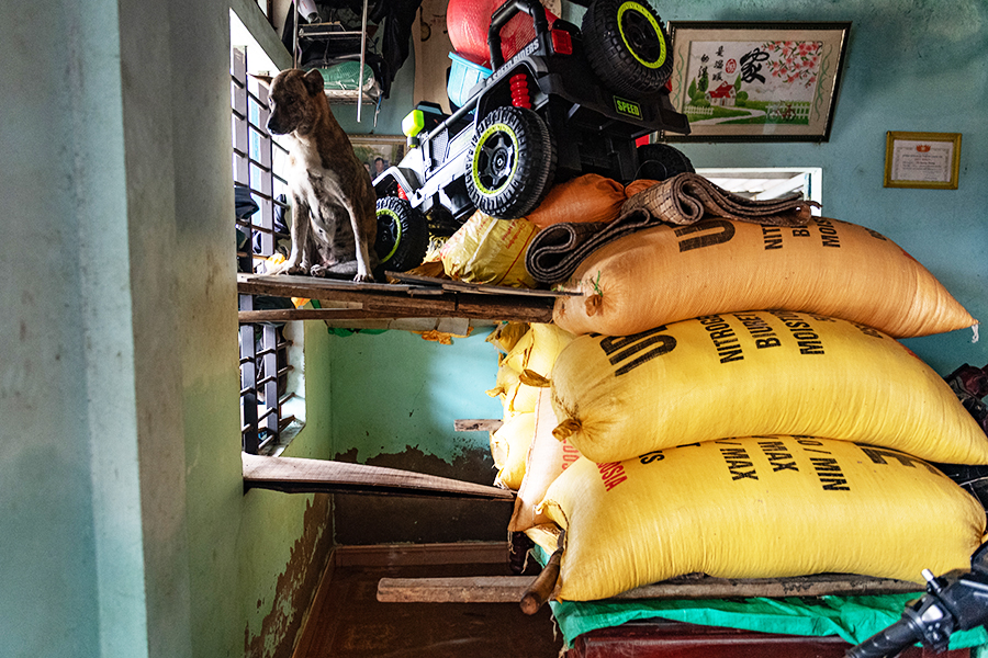 Собака во время наводнения в деревне&nbsp;Trieu Son Trung&nbsp;