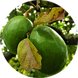 От авокадо до годжи: как вырастить полезные продукты дома