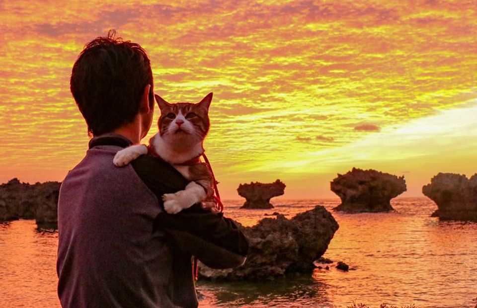 Инстаграм недели: приключения котов в Японии