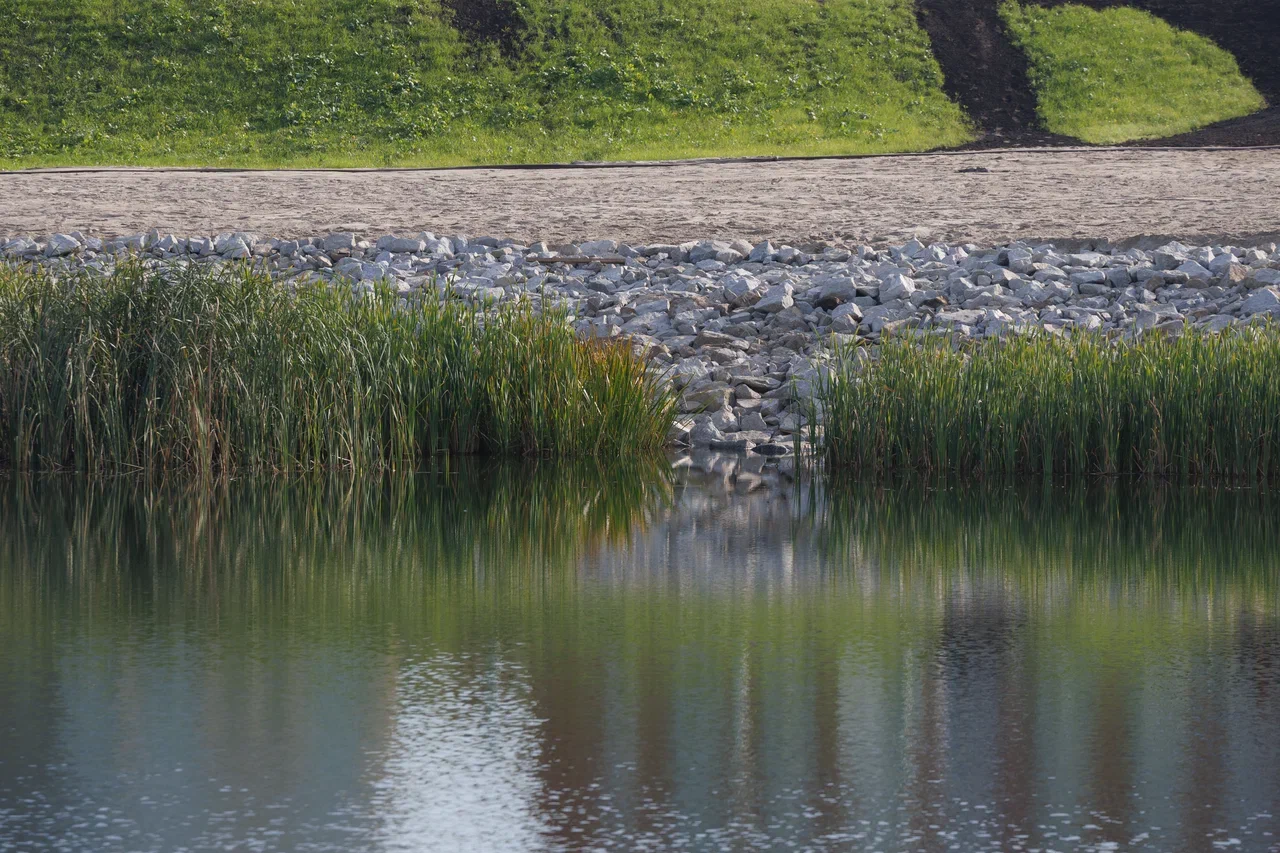 Фото: Брусника