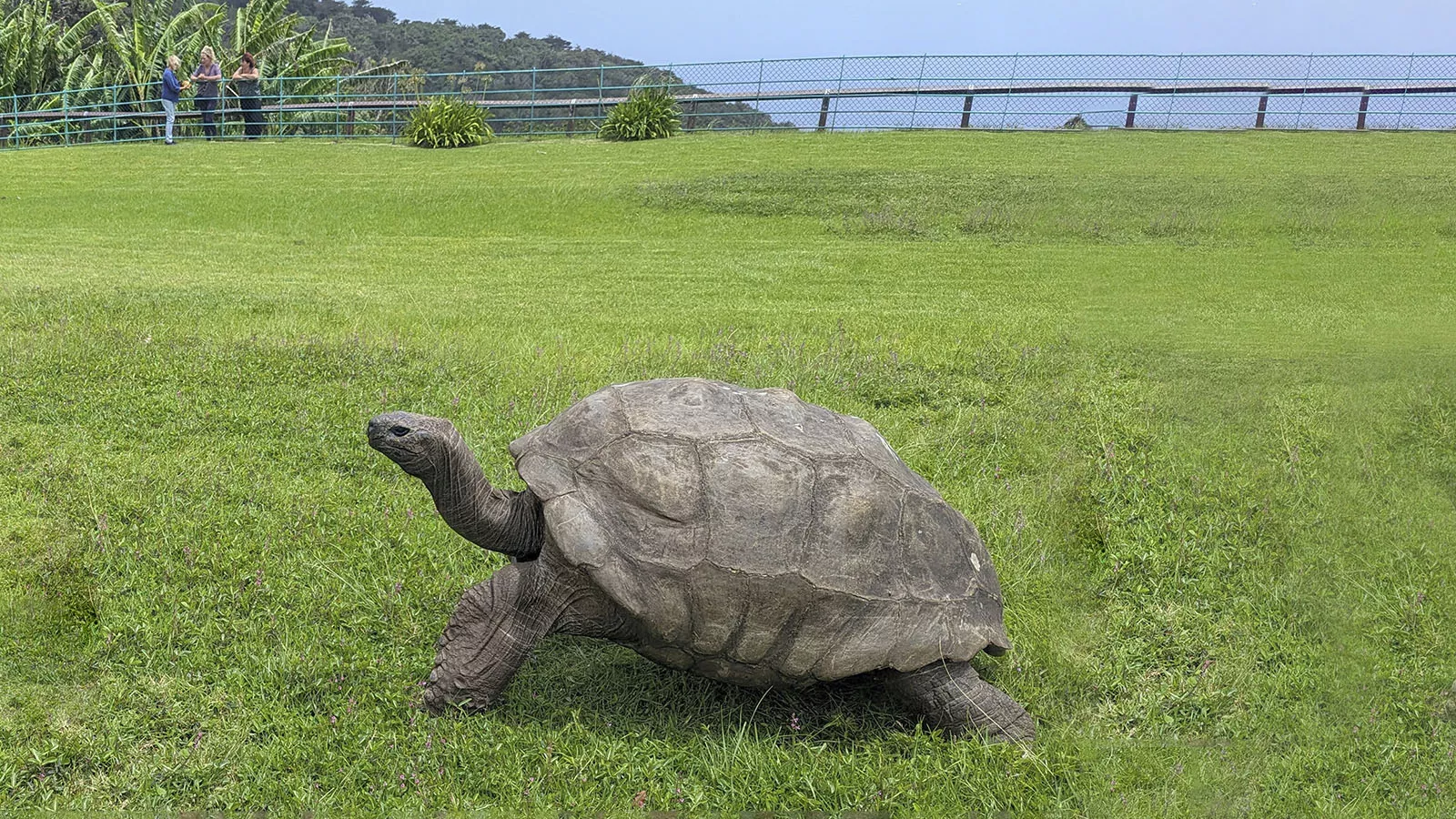 Черепаха Джонатан