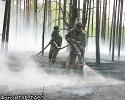 Площадь лесных пожаров в России выросла втрое по сравнению с 2010г.