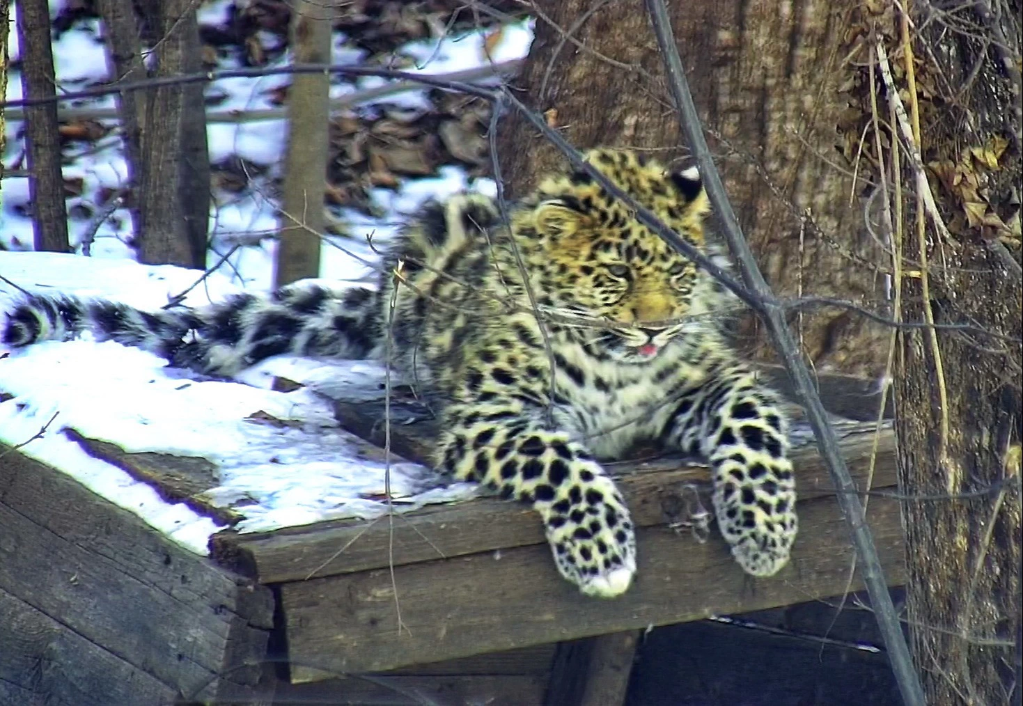 ФГБУ "Земля леопарда"