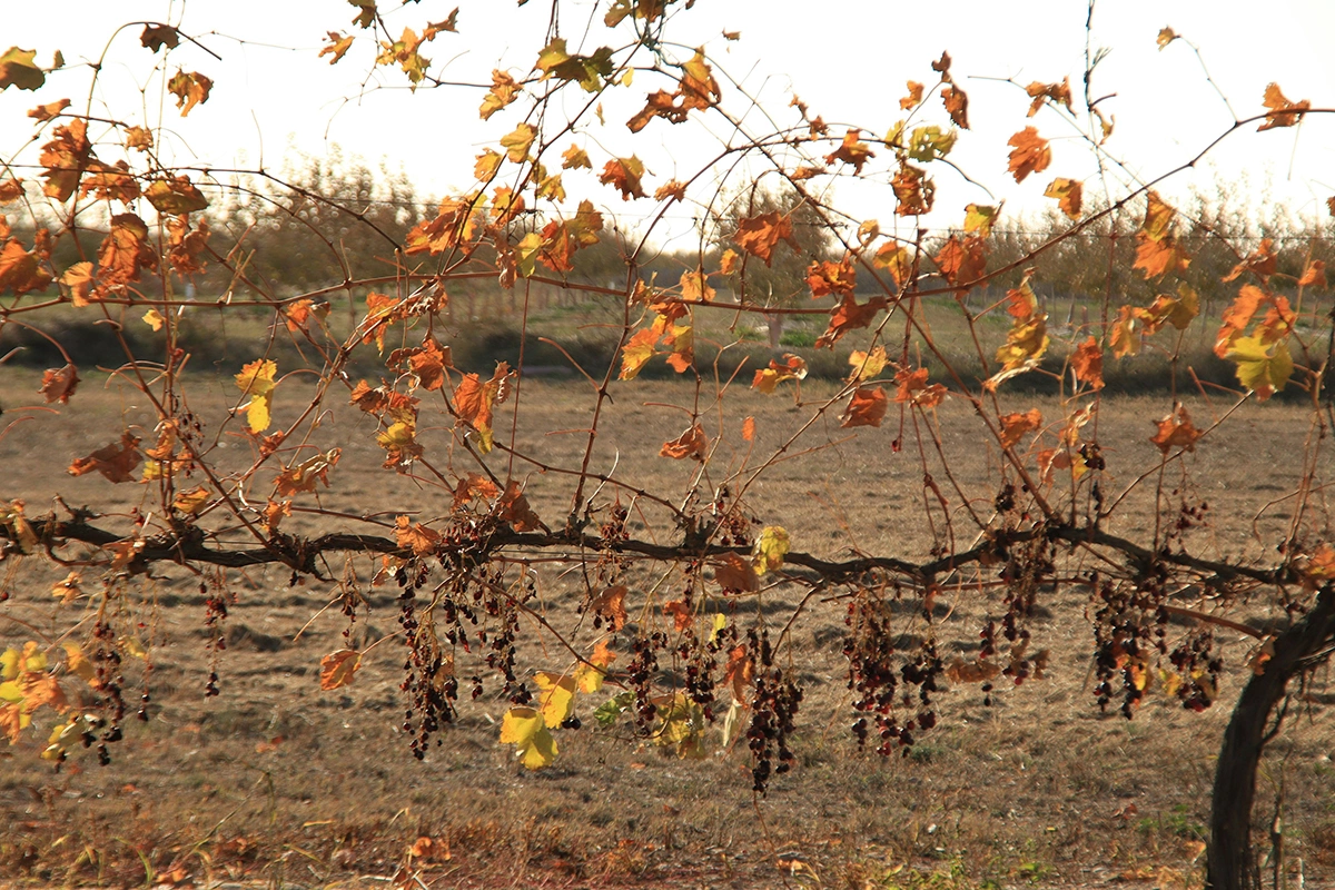Объем производства вина во Франции в 2025 году прогнозируется на 13% ниже среднего пятилетнего уровня из-за летних тепловых волн, засухи и лесных пожаров в августе